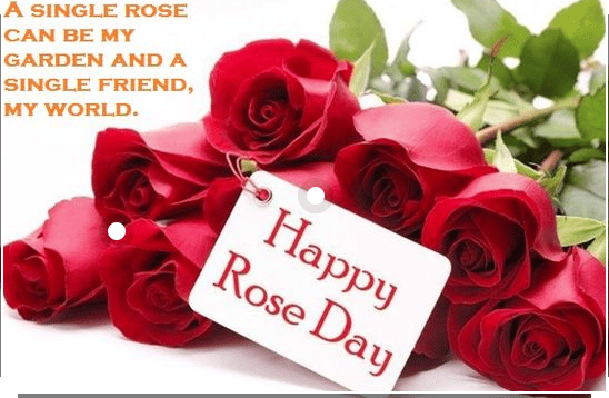 happy rose day pic